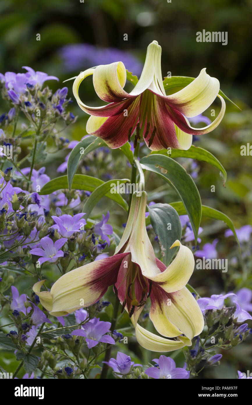 Exotische in Creme und Dunkelrot Trompete Blumen der Hardy Birne, Lilium nepalense Stockfoto
