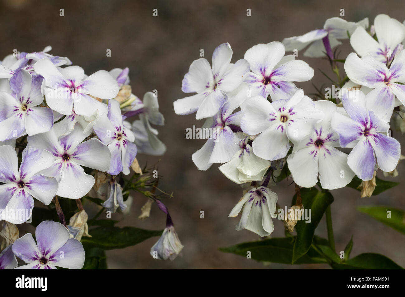 Blassen Blüten des Sommers blühen, kompakte, leicht duftende Staude, Phlox paniculata Flame' Violett' Stockfoto