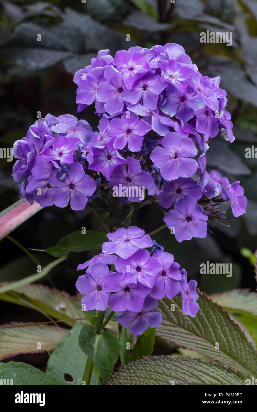 Violetten Blüten des Sommers blühen, kompakte, leicht duftende Staude, Phlox paniculata Flame' Violett' Stockfoto