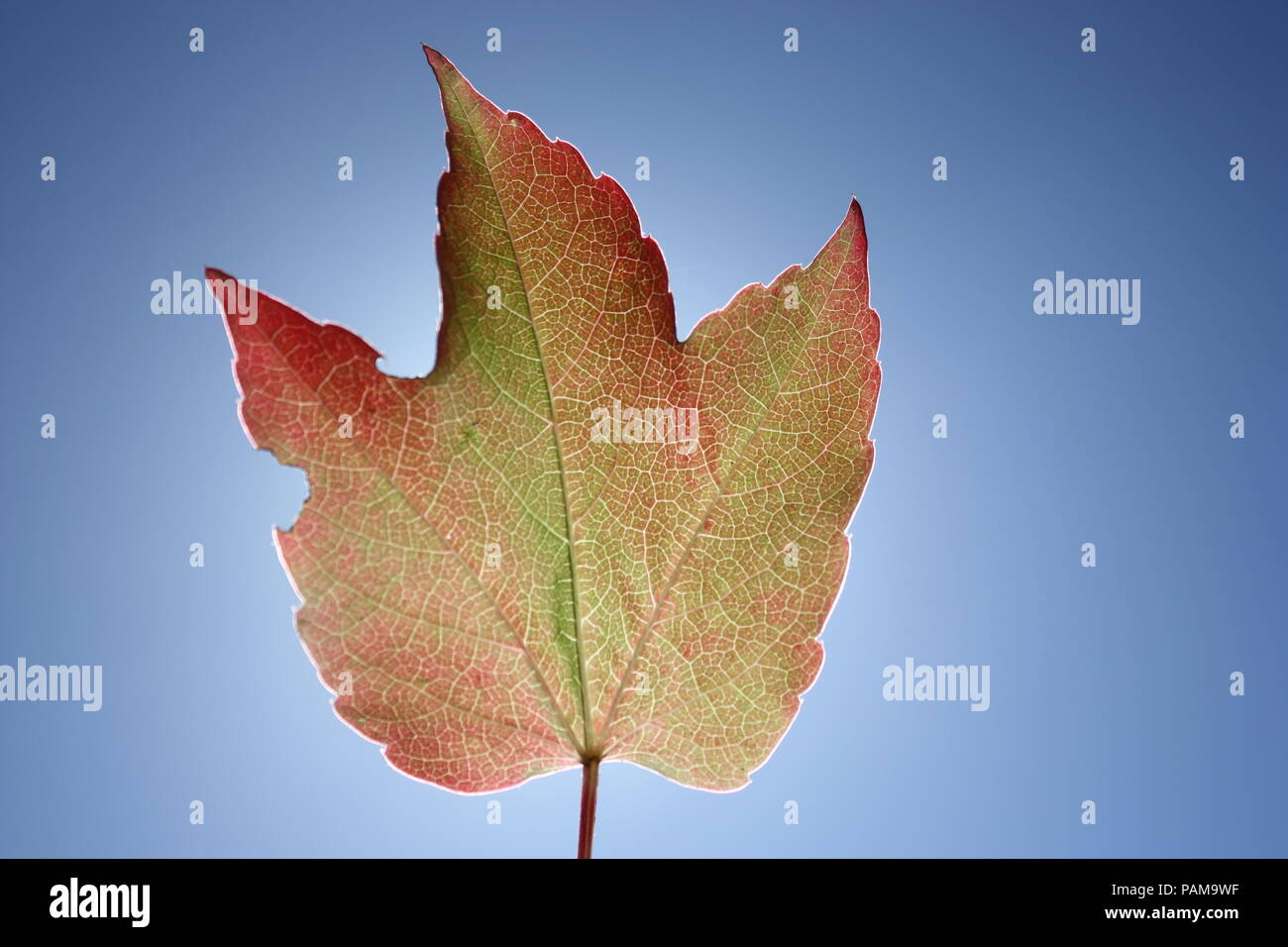 Sonnenlicht durch ein Blatt Stockfoto