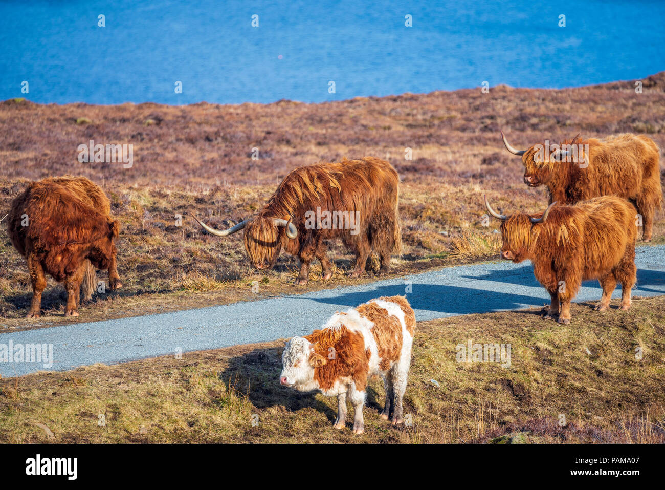 Highland Cattle, strathaird Halbinsel in der Nähe von Elgol, Isle of Skye, Schottland, Europa Stockfoto