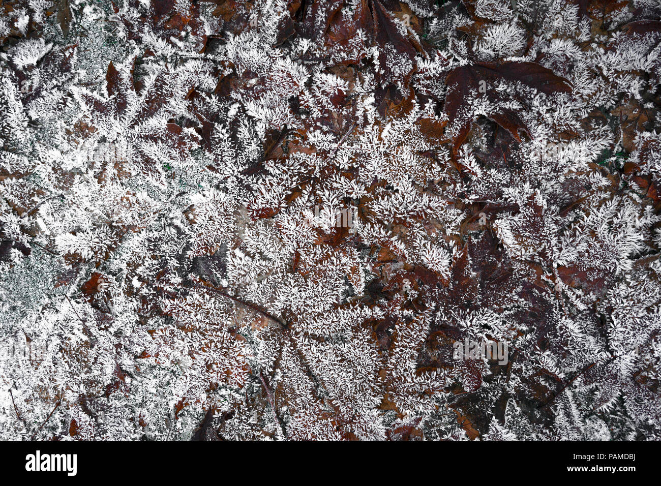 Gefrorene Maple Leaf Sterne, dekoriert in komplizierten Eiszapfen auf dem Waldboden - Yosemite National Park Stockfoto