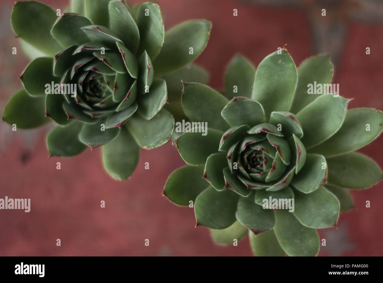 Sukkulente Pflanze auf rotem Hintergrund Stockfoto