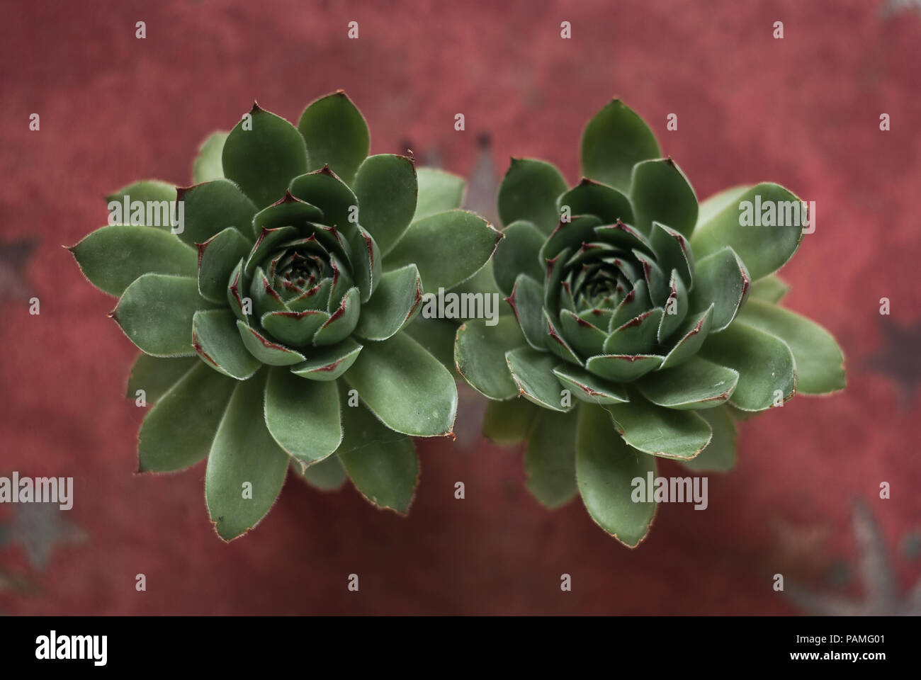 Sukkulente Pflanze auf rotem Hintergrund Stockfoto