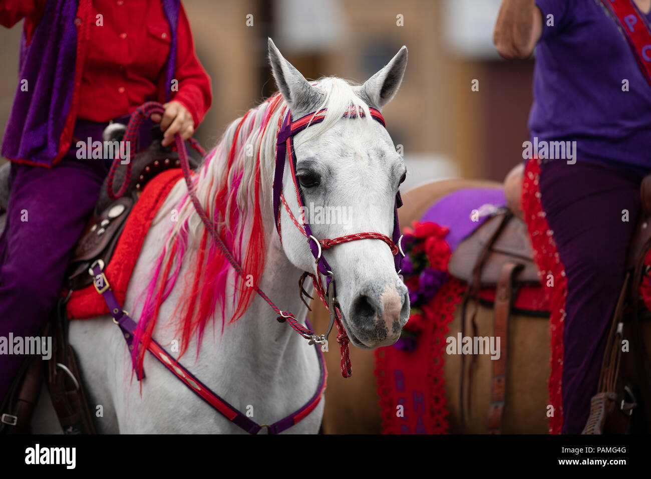 Peru, Indiana, USA - 21. Juli 2018 ein Pferd mit Haar verschiedener Farben im Circus City Festival Parade Stockfoto