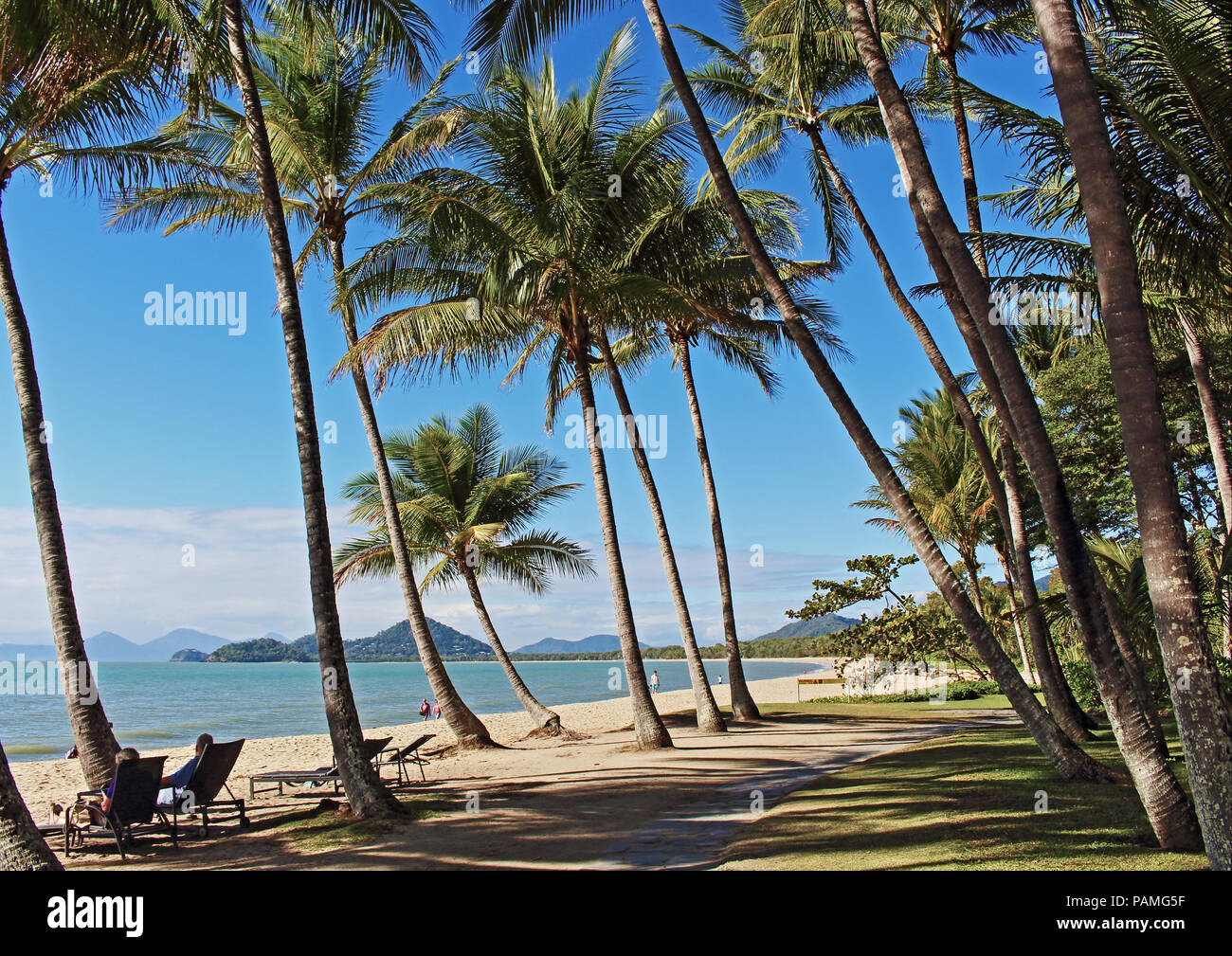 Klassische Palm Cove Palm Tree grove Landschaft an einem top Winter Stockfoto