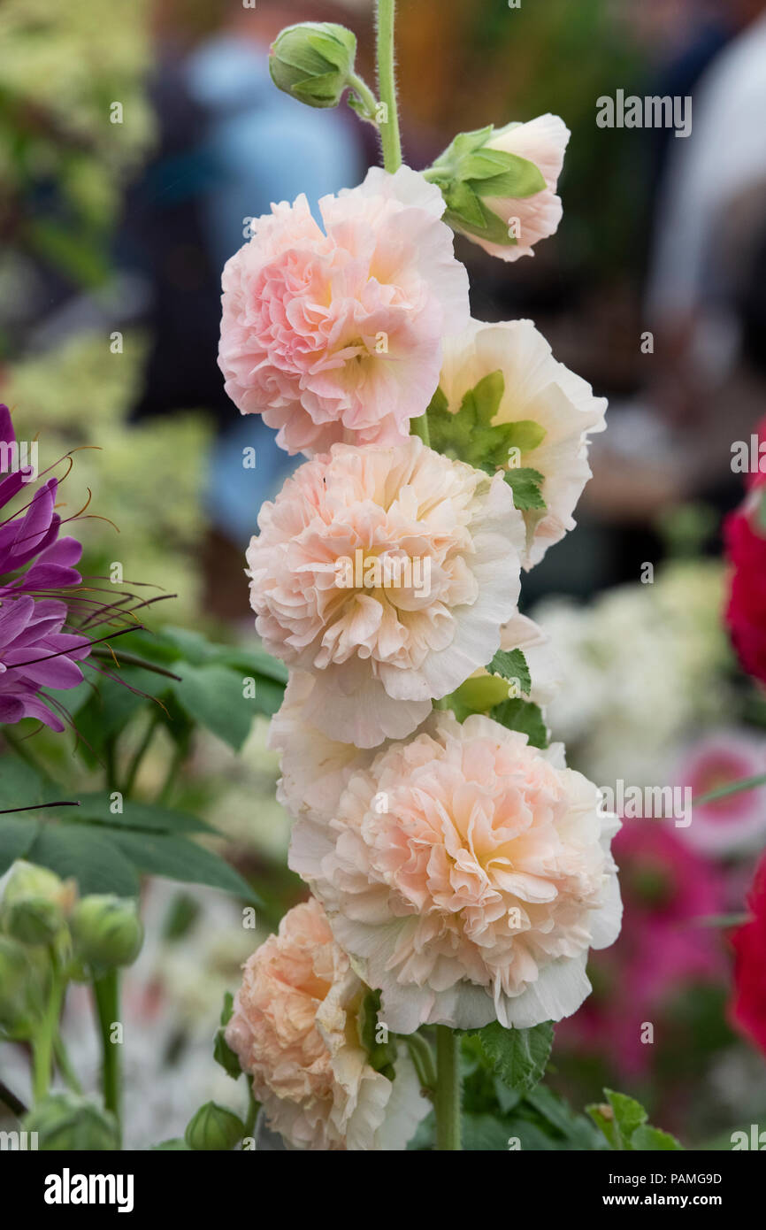 Alcea Rosea' Peaches 'n' dreams". Hollyhock "Pfirsiche'n'Träume' Blume eine Blume zeigen. Großbritannien Stockfoto