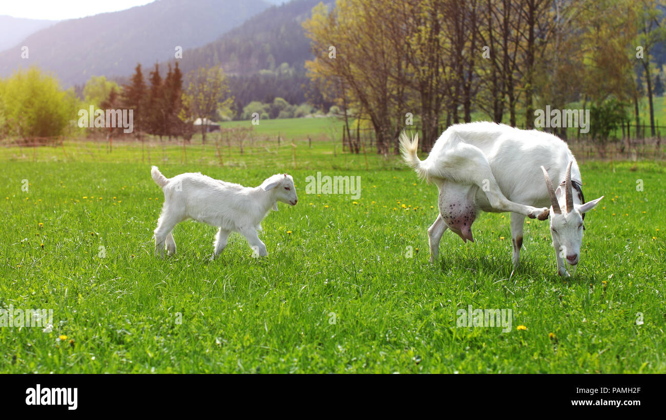 Ziege den Kopf kratzen, mit baby Ziege hinter ihr, Wandern auf Sun lit Bauernhof Wiese. Stockfoto