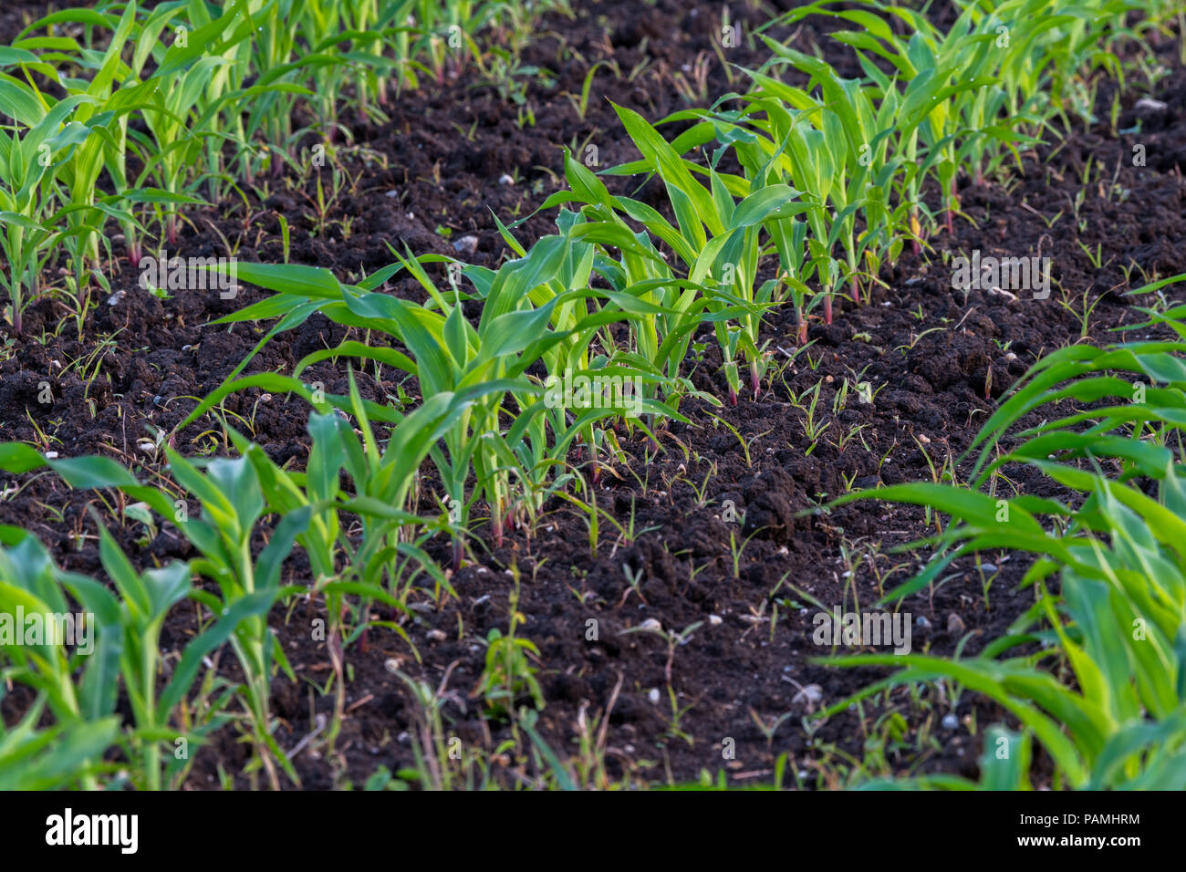 Sommer Landschaft mit einem Feld von jungen Mais mit Unkraut, Pflanzenschutz, Herbiziden Verwendung, ökologischer Landbau, Slowenien Stockfoto