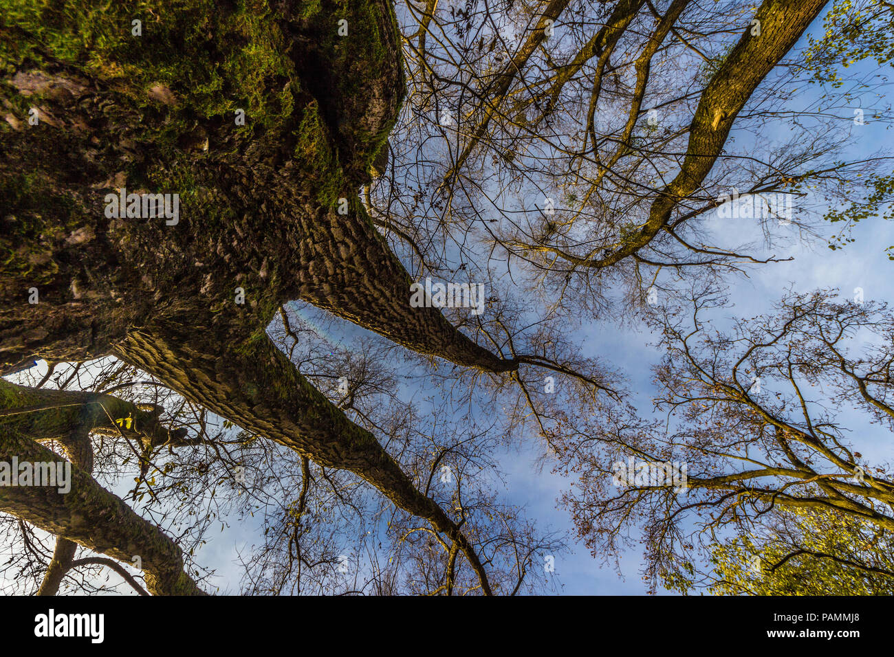 Bäume im Herbst von unten, Weitwinkel Stockfoto