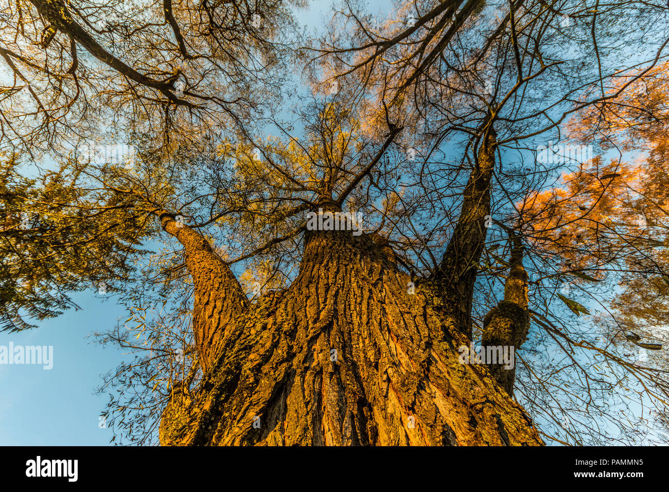Bäume im Herbst von unten, Weitwinkel Stockfoto