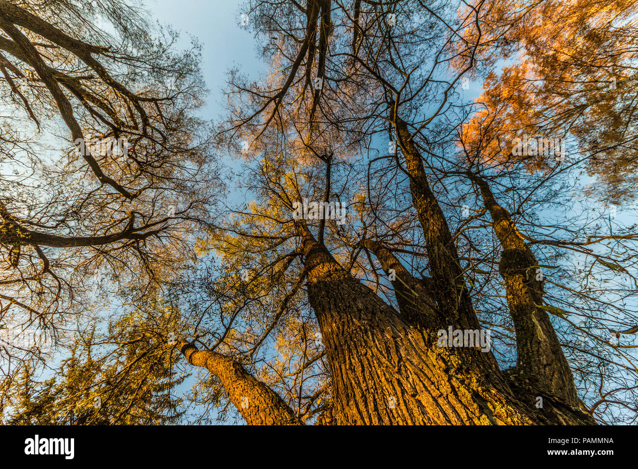 Bäume im Herbst von unten, Weitwinkel Stockfoto