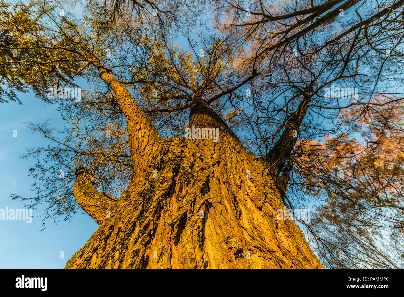 Bäume im Herbst von unten, Weitwinkel Stockfoto