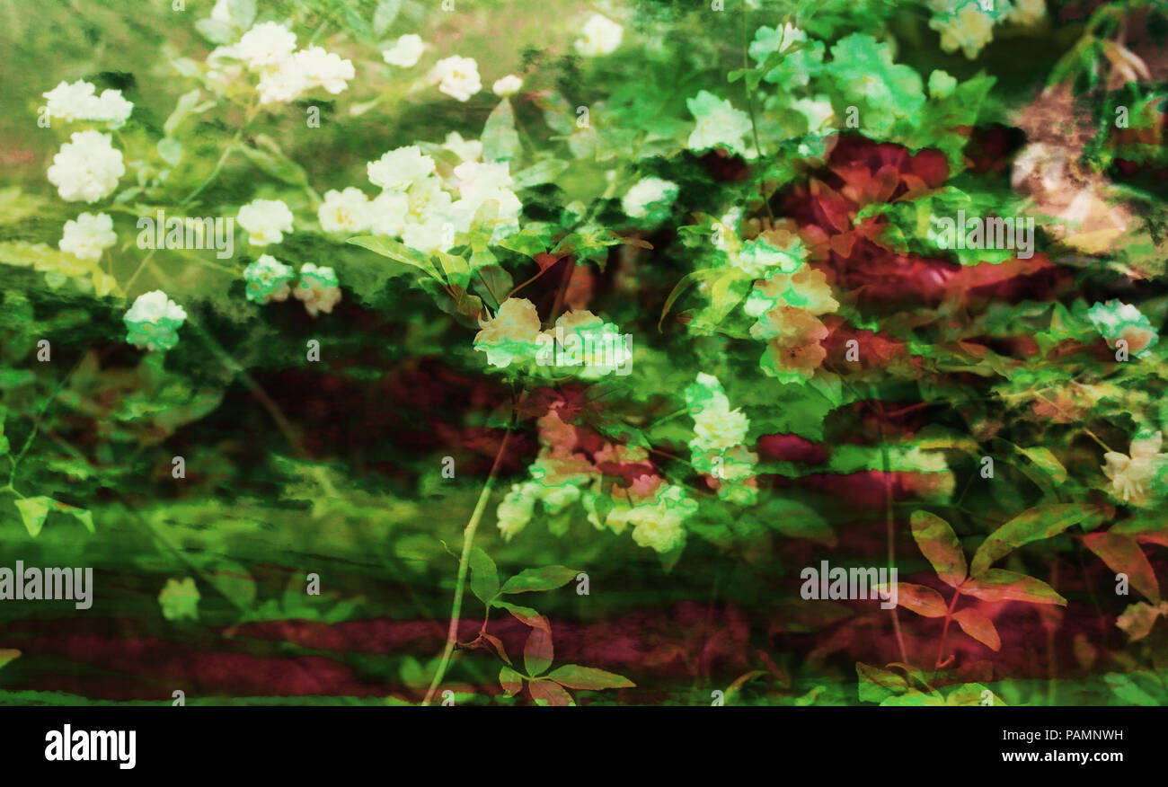 Digitale Technik von Blumen/Flower pattern mit Photo Collage Technik gemacht. Stockfoto