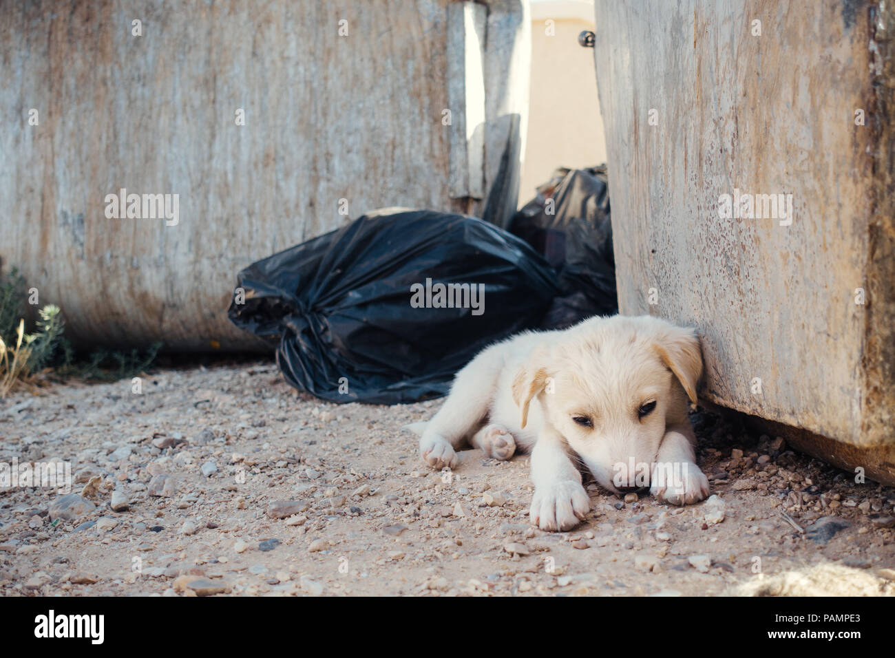 Ein kranker Welpe Kämpfe wach in einem Müll Müllcontainer in der prallen Hitze des Tages Aufenthalt in Jordanien Stockfoto