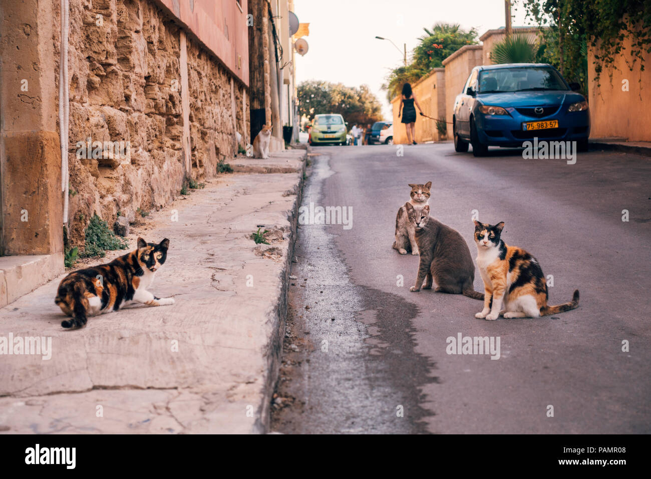 Vier Stray Cats Eye die Kamera auf eine verschlafene Straße in Jaffa, Israel Stockfoto