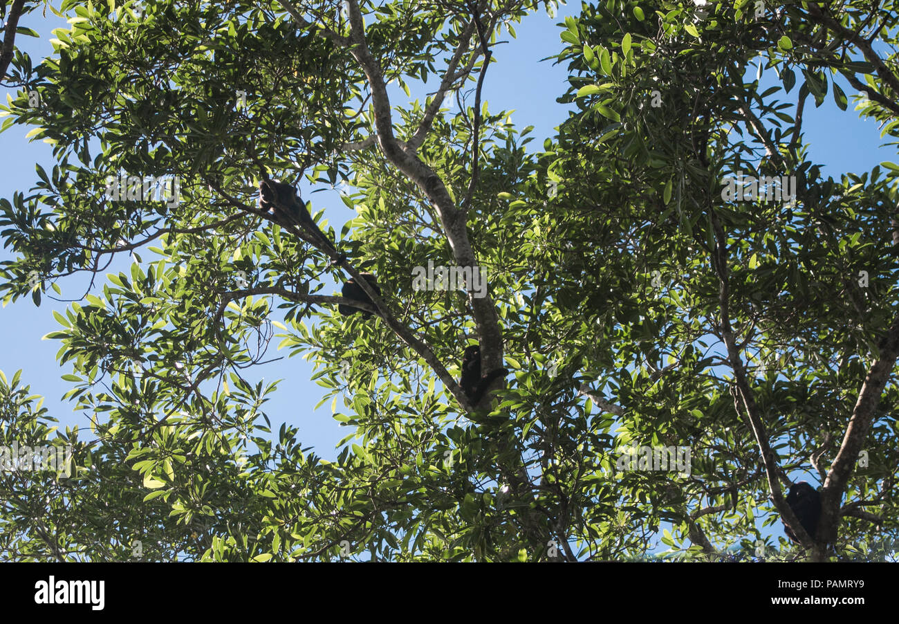 Familie von Wilden braunen Brüllaffen befindet sich in einer üppigen grünen Baum in seiner nativen Costa Rica Stockfoto