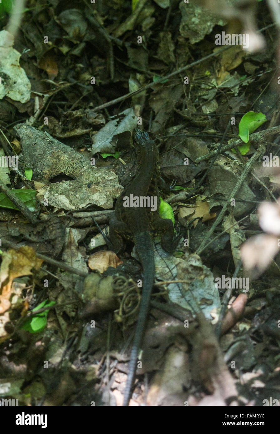 Getarnt iguana/Eidechse im Unterholz des Regenwaldes in Costa Rica Stockfoto
