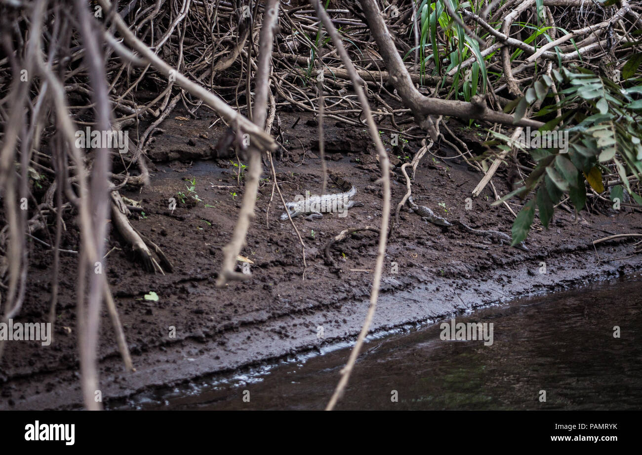 Wild Baby Krokodil - nur ein paar Tage alt - ruht auf einem Schlamm Bank von der Seite des Flusses in seinem natürlichen Lebensraum in Costa Rica Stockfoto