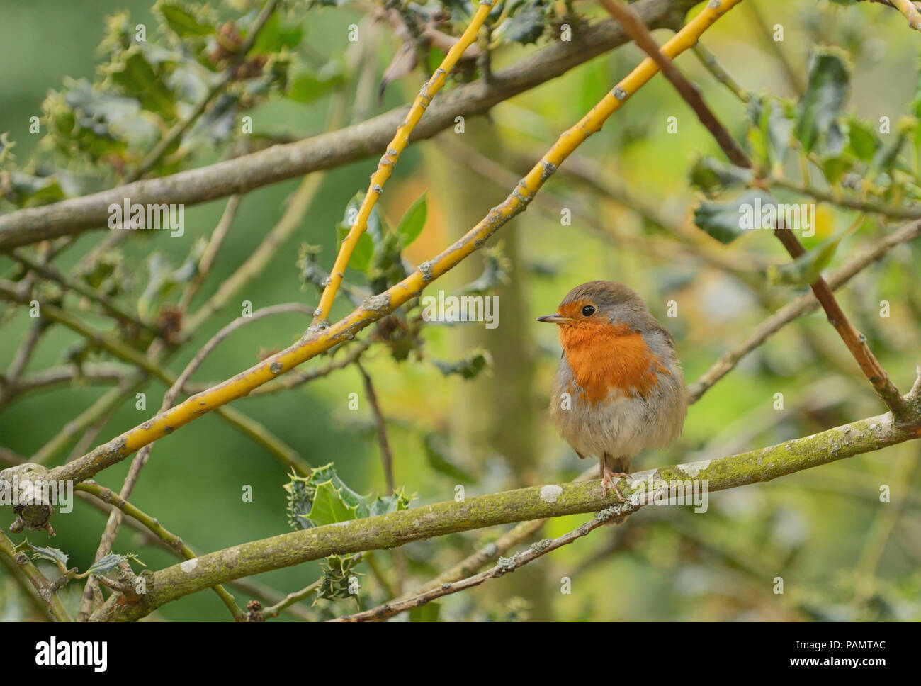 Süße kleine Robin Vogel auf Brunch Stockfoto