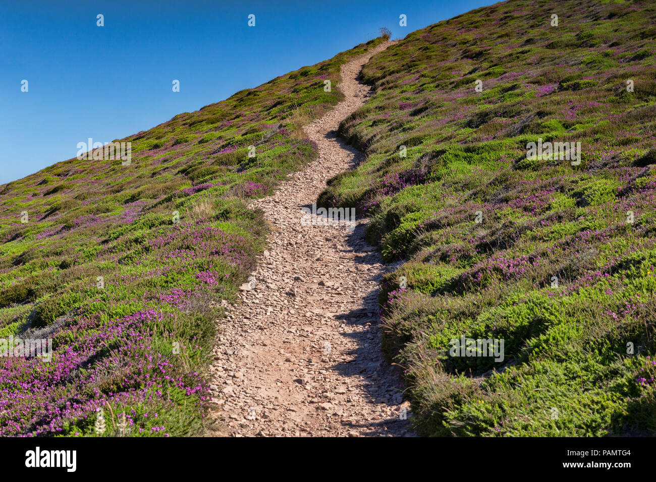 Der South West Coast Path Kreuzung Heidekraut bewachsene Moor in der Nähe von St Agnes Kopf, Cornwall, UK. Stockfoto