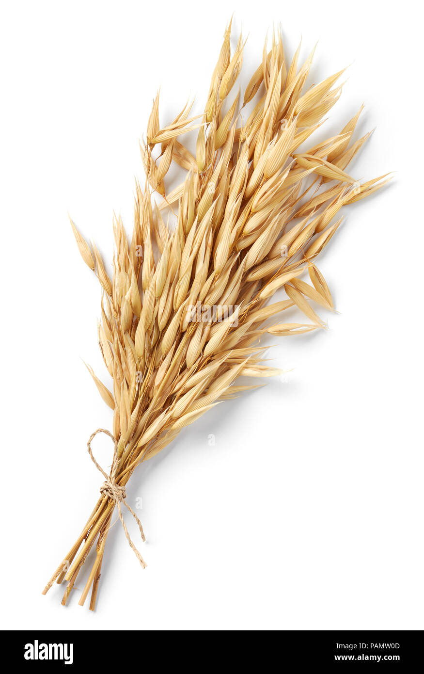 Bündel von oat Pflanze isoliert auf weißem Stockfoto