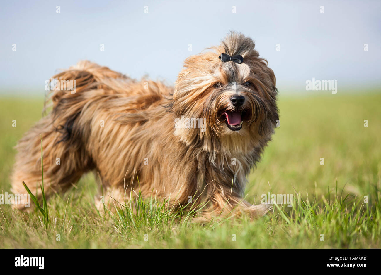 Havanese -Fotos und -Bildmaterial in hoher Auflösung – Alamy