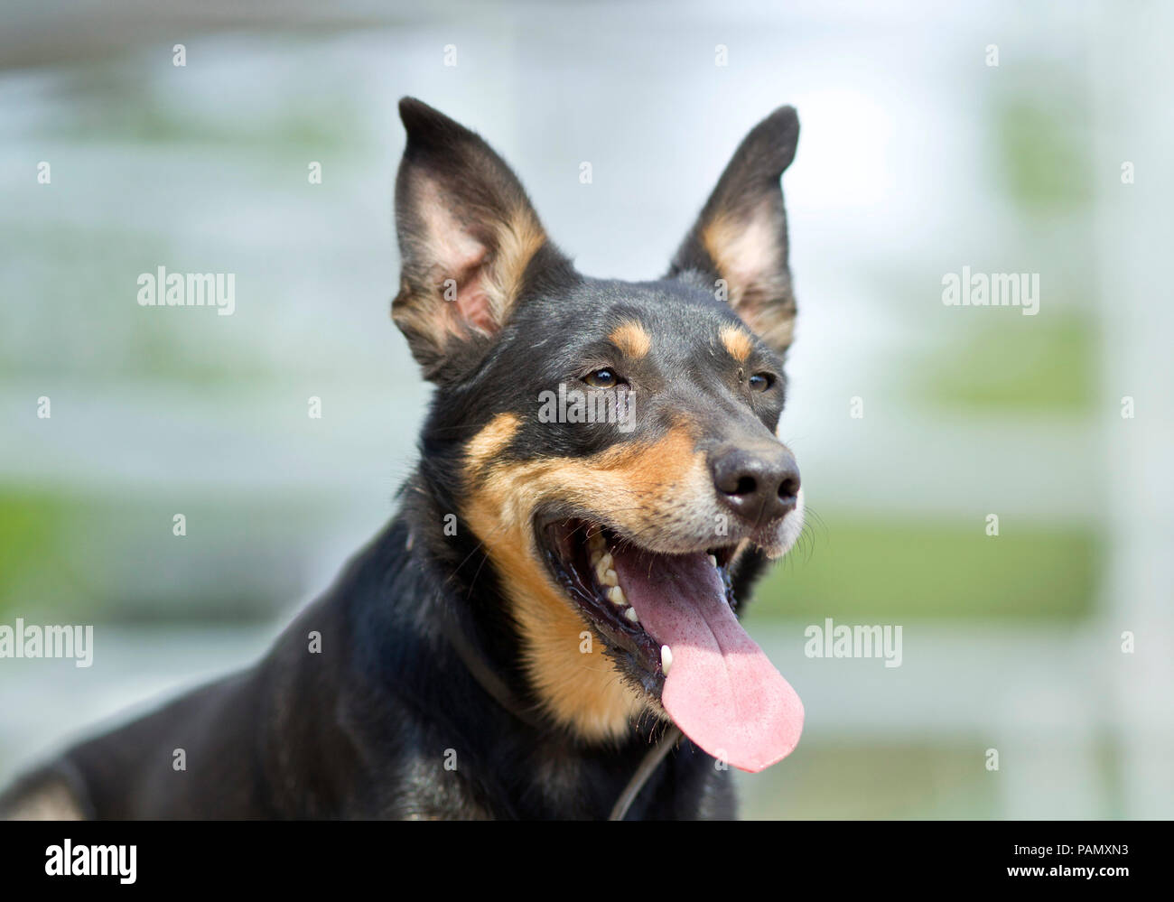 Australisches Working Kelpie. Portraet von erwachsenen Hund. Deutschland. Stockfoto