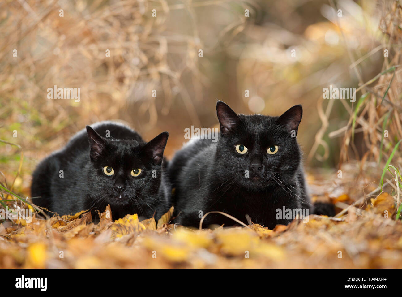 Hauskatze. Paar schwarzer Erwachsene liegen in Leaf litter. Deutschland Stockfoto