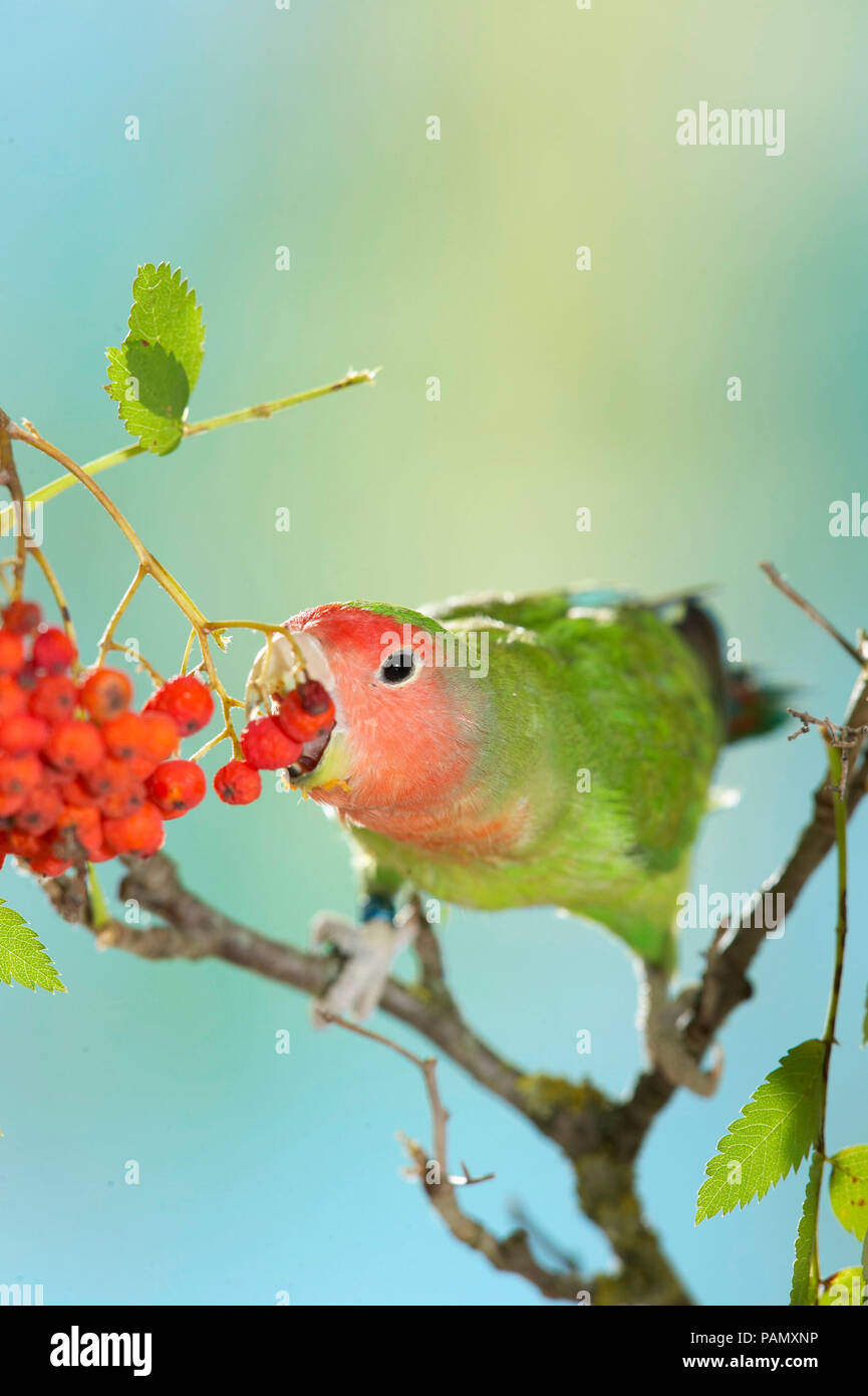 Rosy-faced Lovebird (Agapornis roseicollis). Nach Vogel auf Zweig gehockt beim Essen Vogelbeeren. Deutschland. Stockfoto