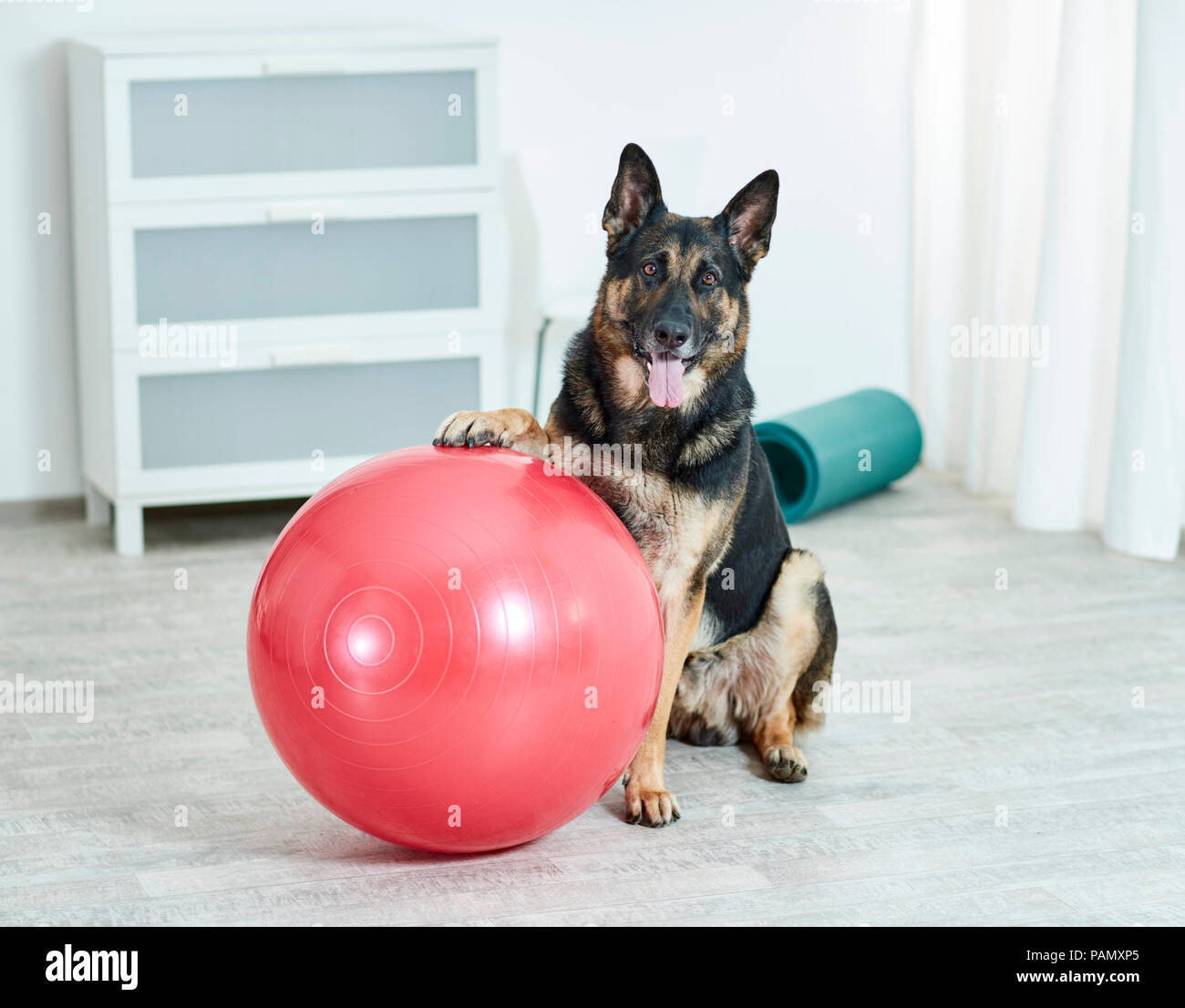 Physikalische Therapie: Deutscher Schäferhund, Schäferhund sitzend nächsten Ball zu trainieren. Deutschland. Stockfoto