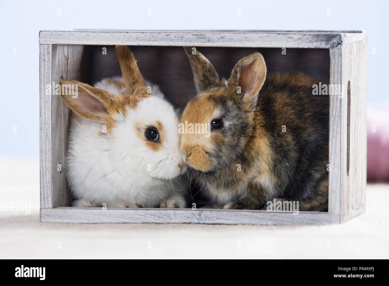 Zwergkaninchen. Zwei junge in einer Holzkiste. Deutschland Stockfoto