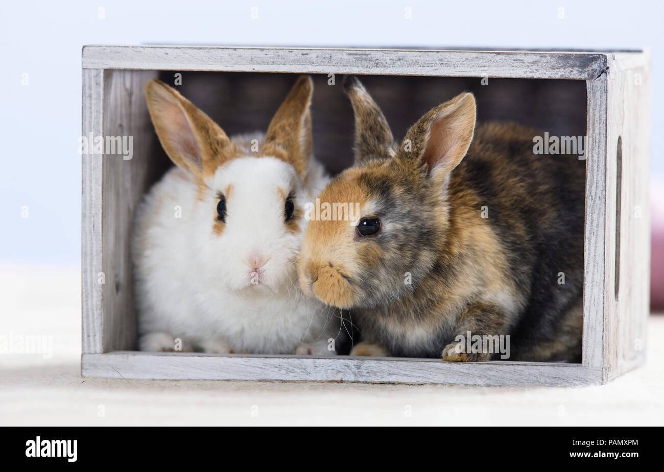 Zwergkaninchen. Zwei junge in einer Holzkiste. Deutschland Stockfoto