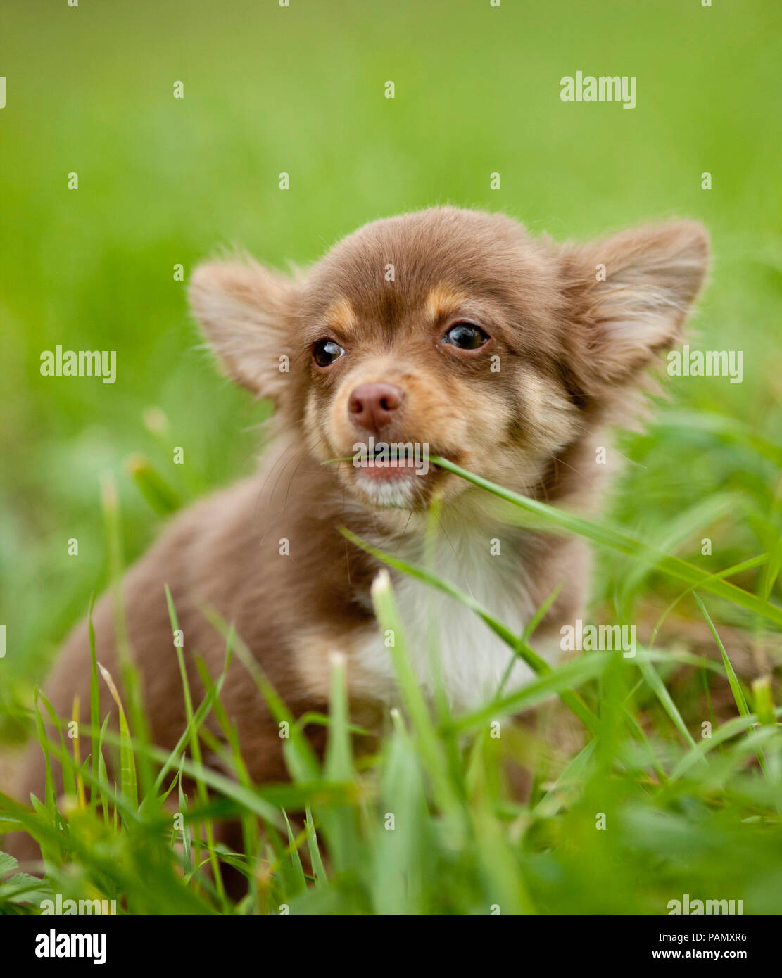 Chihuahua. Welpen sitzen auf einer Wiese beim Kauen auf einem Grashalm. Deutschland Stockfoto