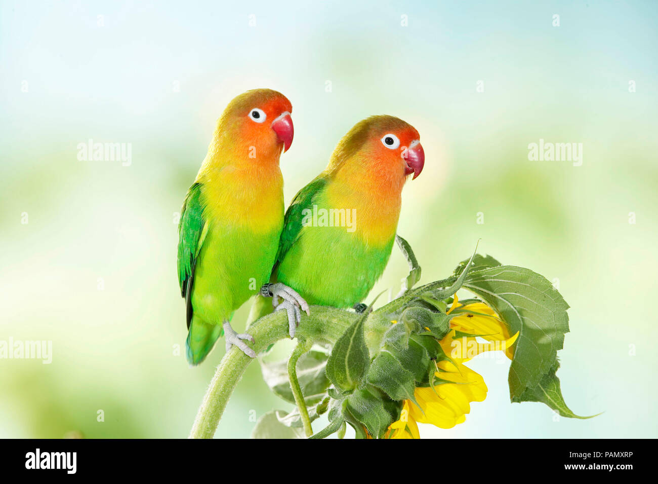 Fischers Lovebird (Agapornis Fischeri). Paar thront auf einer Sonnenblume. Deutschland Stockfoto