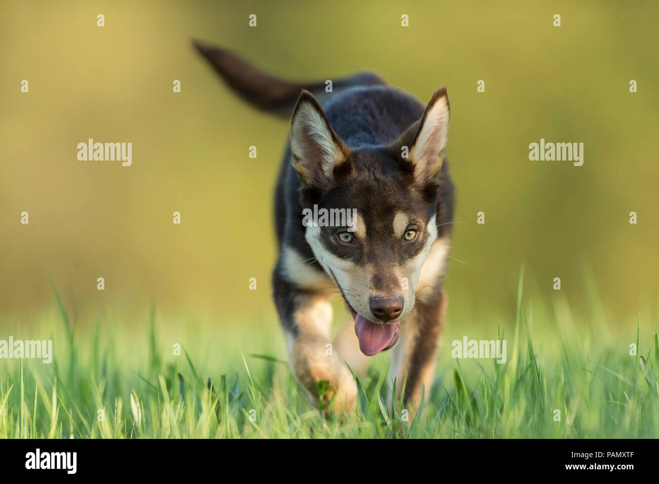 Australisches Working Kelpie. Kinder gehen auf eine Wiese. Deutschland. Stockfoto