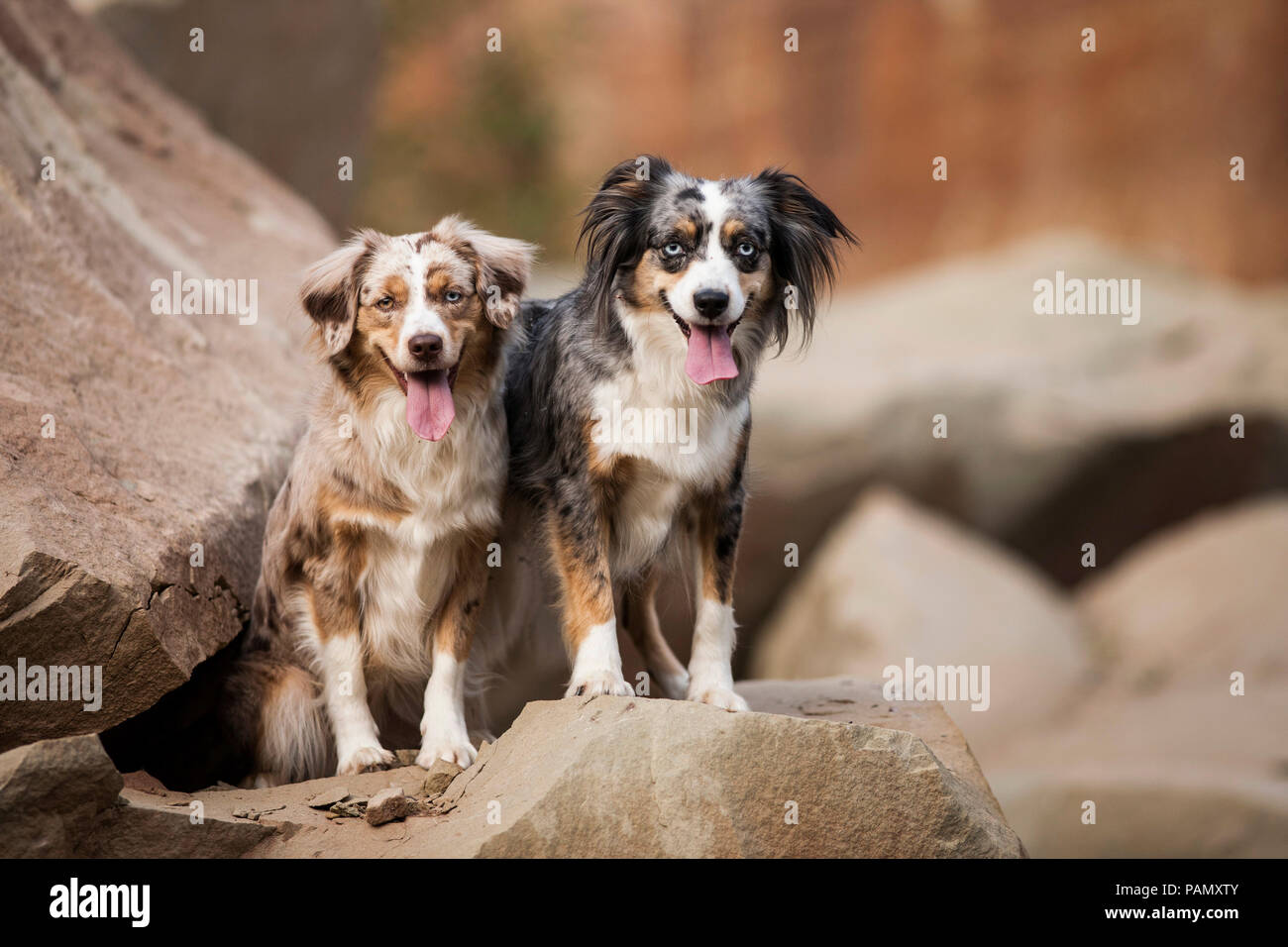 Miniatur Australian Shepherd. Zwei Erwachsene auf Felsbrocken. Deutschland Stockfoto
