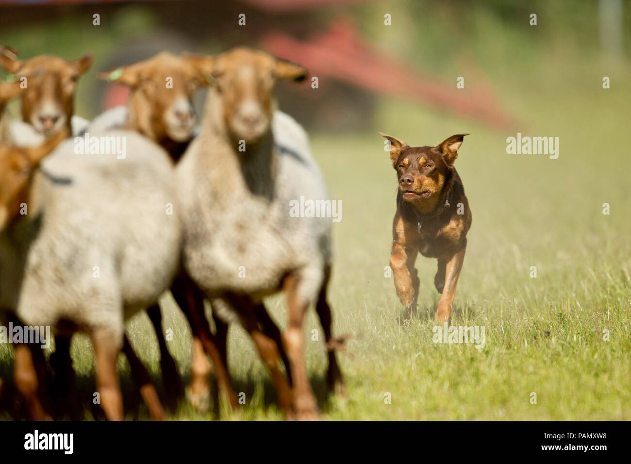 Australisches Working Kelpie. Nach hütehunde Coburg Fox Schafe. Deutschland. Stockfoto