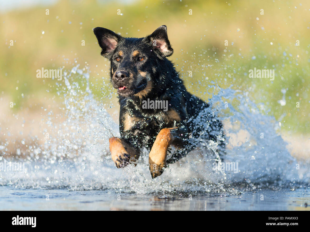 Mischlingen. Erwachsener Hund läuft durch Wasser. Deutschland Stockfoto