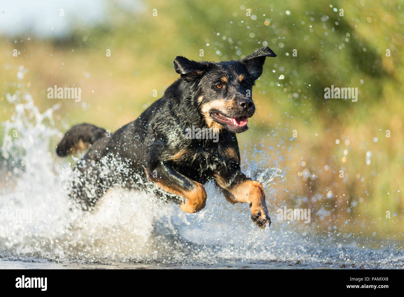 Mischlingen. Erwachsener Hund läuft durch Wasser. Deutschland Stockfoto