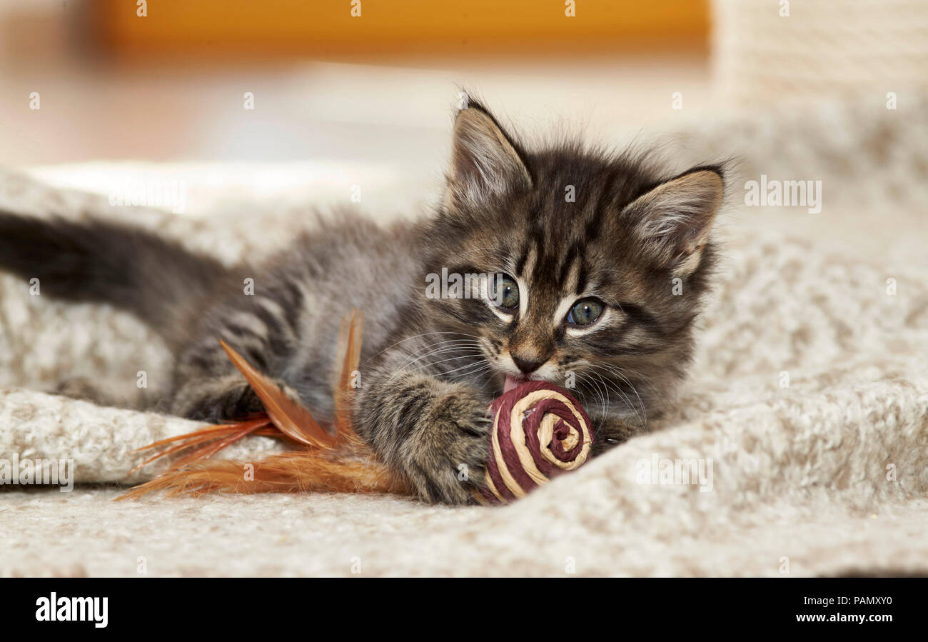 Norwegian Forest Cat. Kätzchen mit Spielzeug liegen auf einer Decke. Deutschland Stockfoto