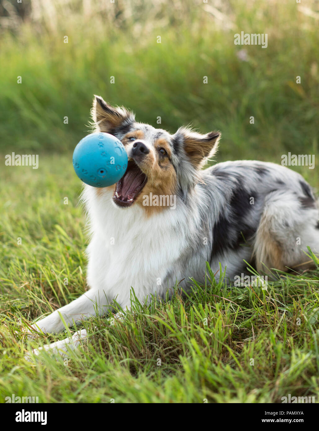 Mischlingen. Nach liegend im Gras, das Abrufen von einem Ball. Deutschland Stockfoto