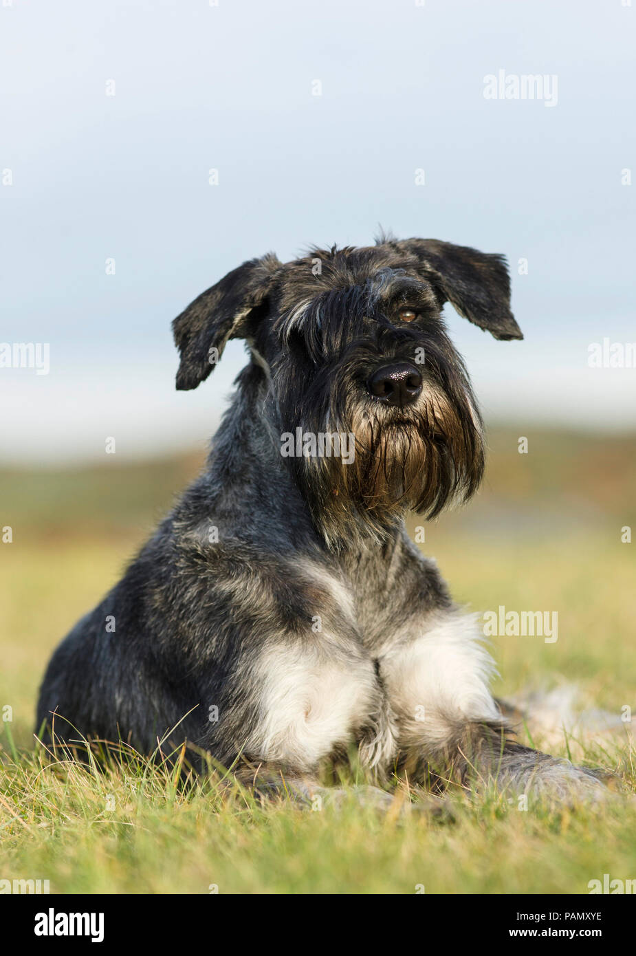 Giant Schnauzer. Erwachsener Hund liegend auf Gras. Deutschland Stockfoto