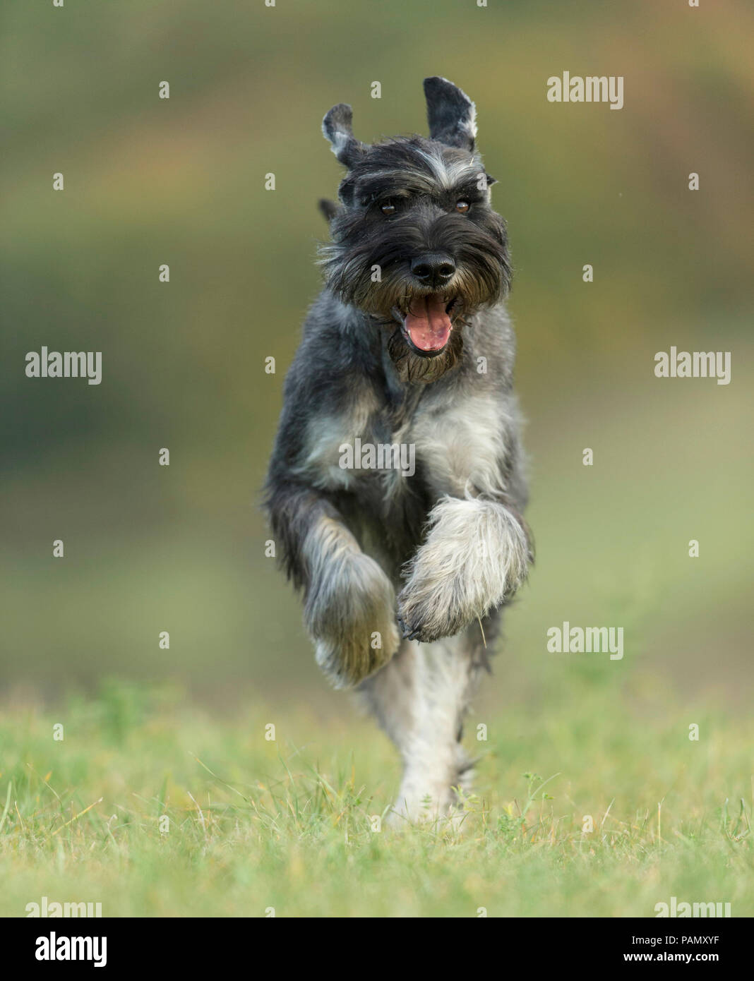 Giant Schnauzer. Erwachsener Hund laufen auf Gras in Richtung der Kamera. Deutschland Stockfoto