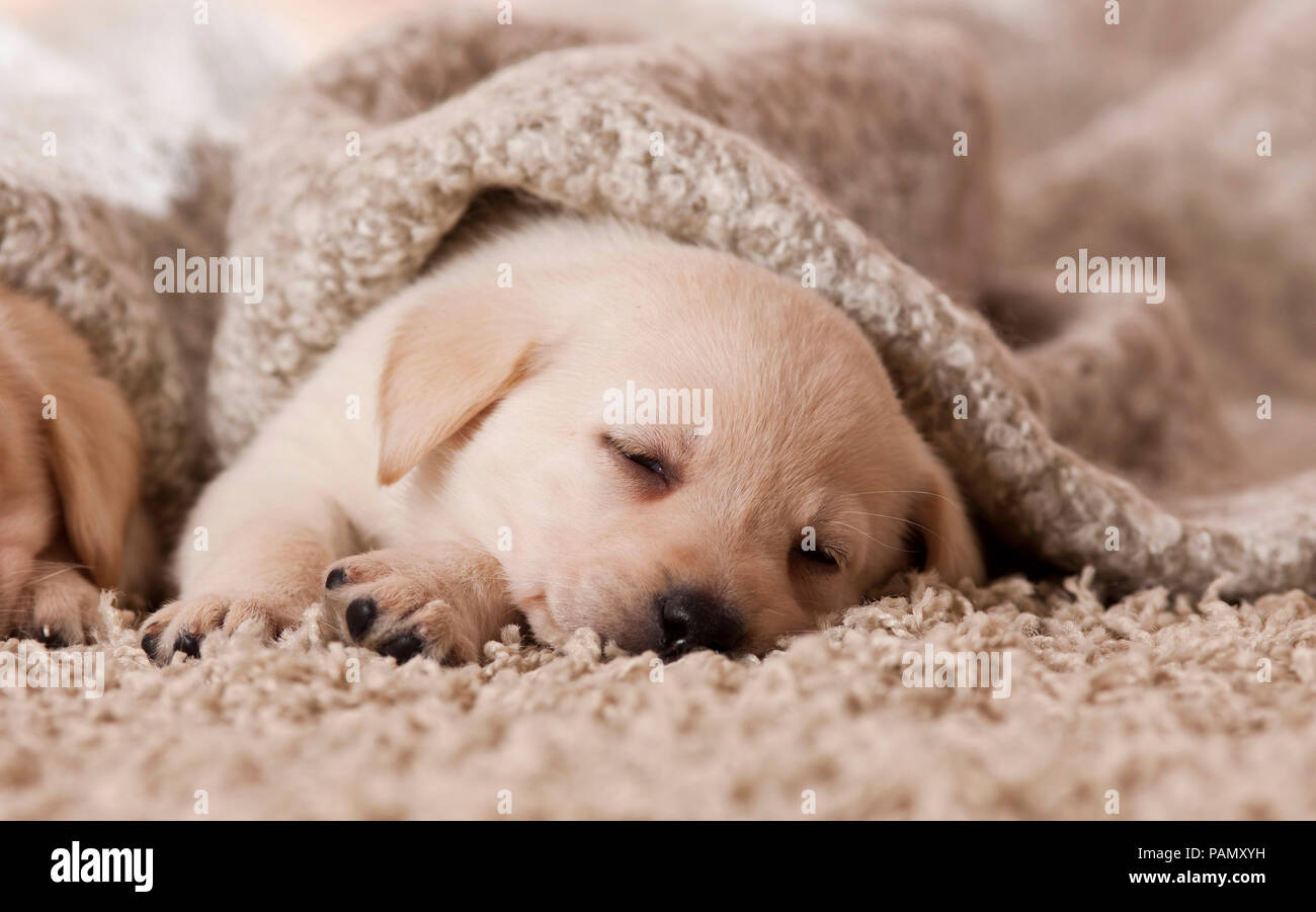 Labrador Retriever. Welpen schlafen unter einer Decke. Deutschland Stockfoto