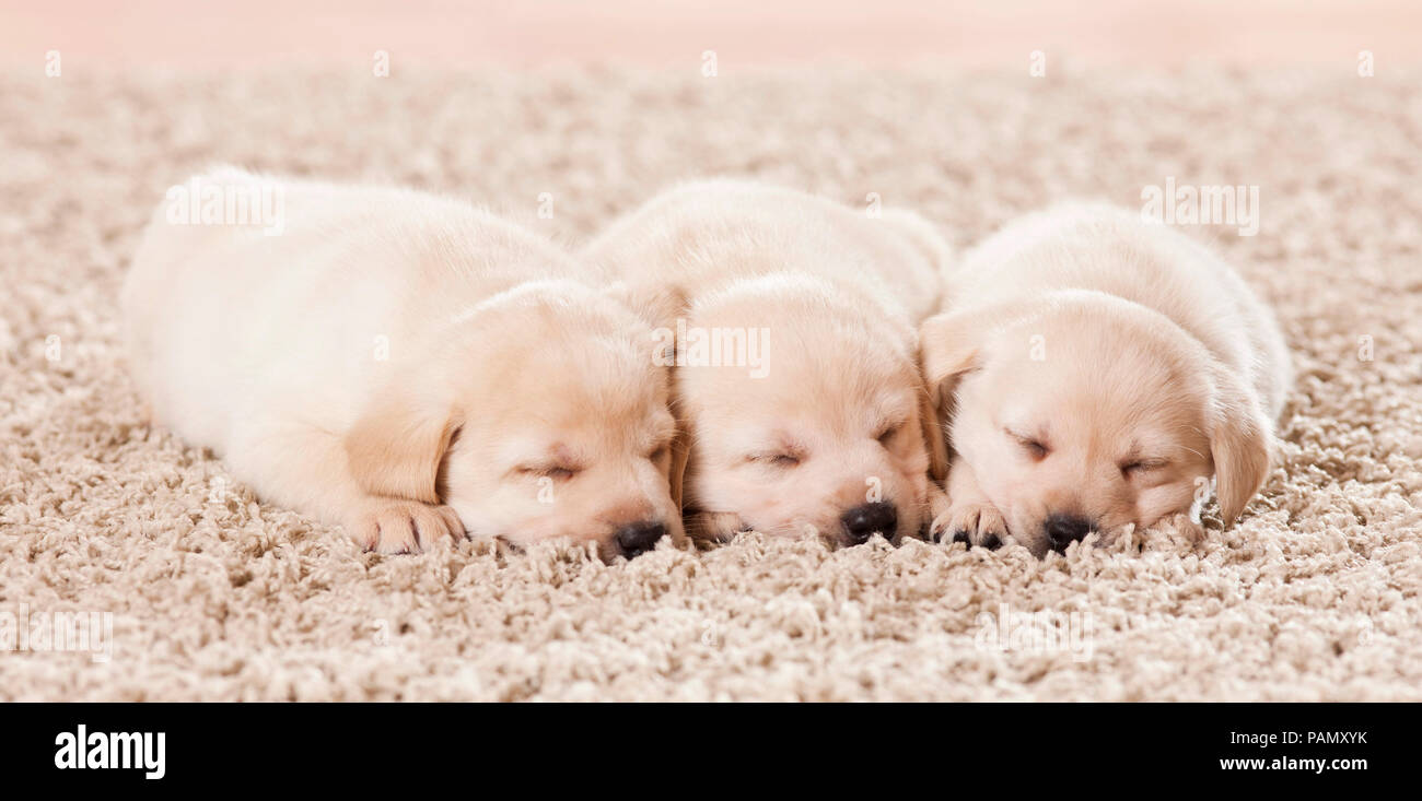 Labrador Retriever. Drei Welpen schlafen auf einer Decke. Deutschland Stockfoto