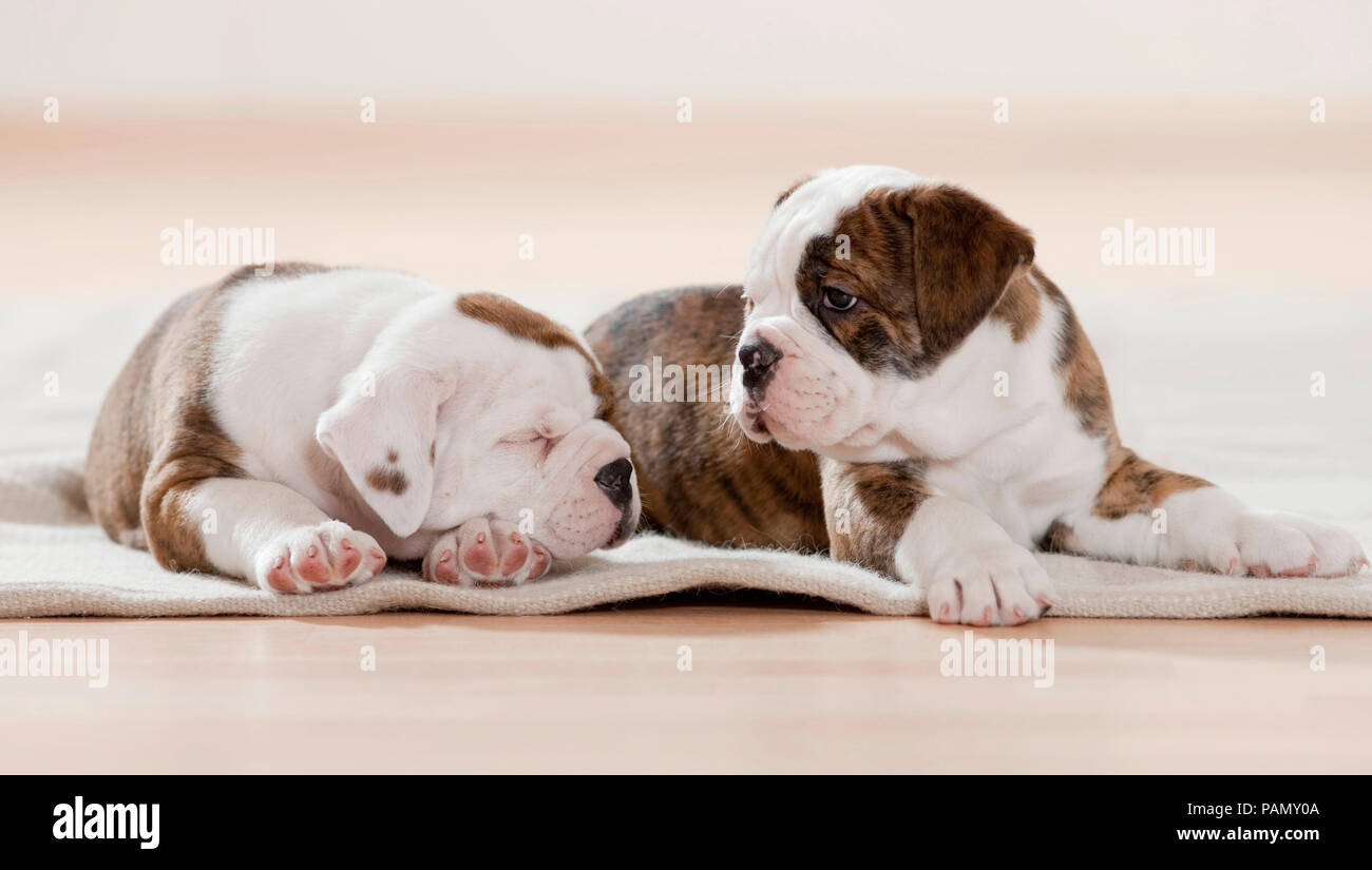 Continental Bulldog. Zwei Welpen Dösen und Schlafen auf einer Decke. Germanyn Stockfoto