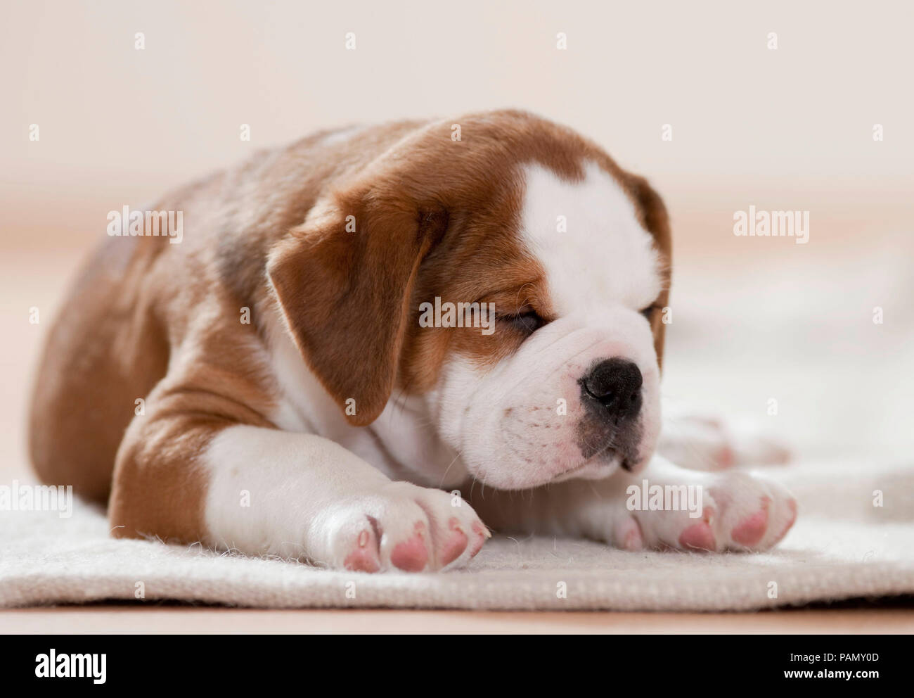 Continental Bulldog. Welpen schlafen auf einer Decke. Deutschland Stockfoto