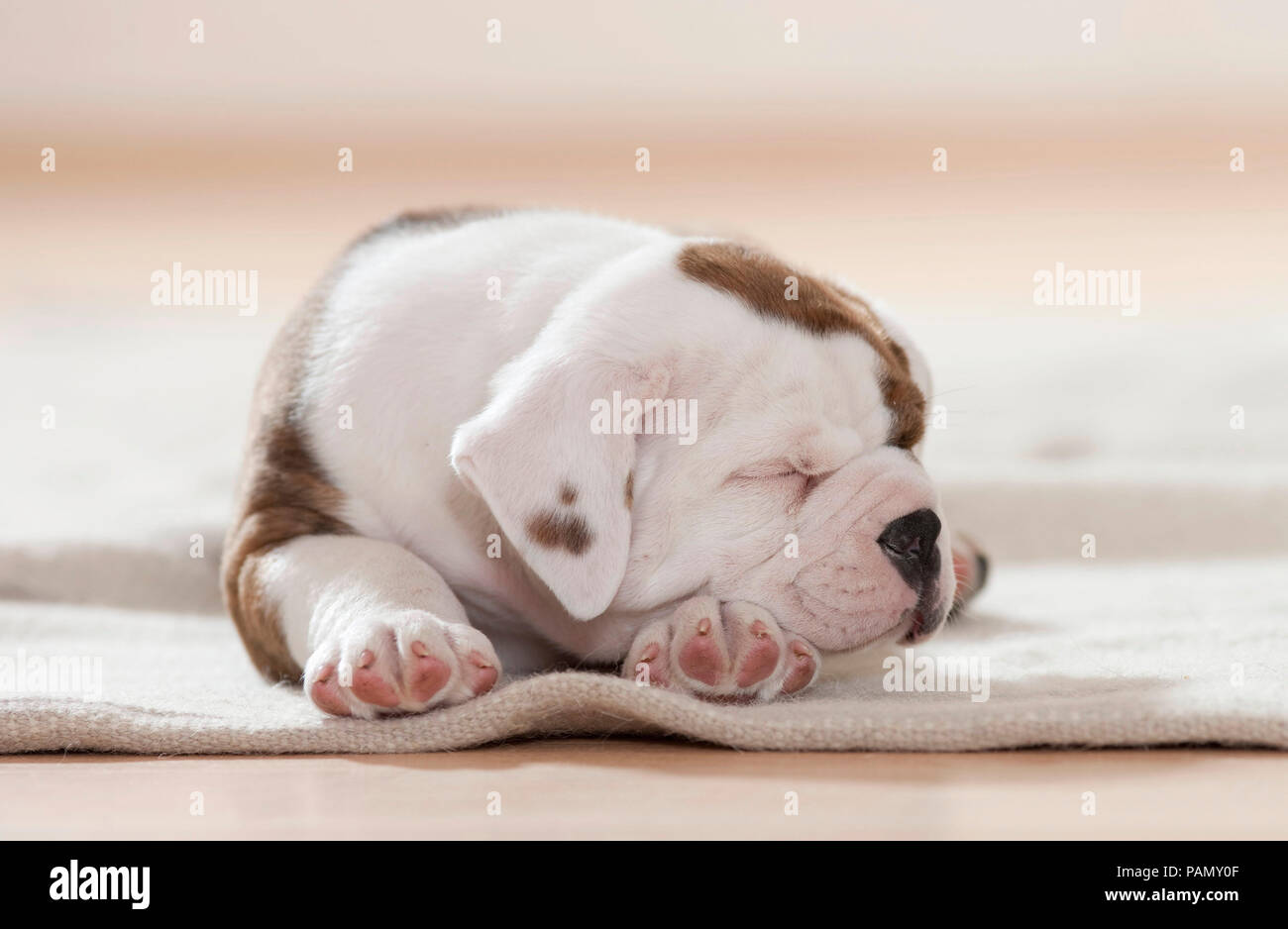 Continental Bulldog. Welpen schlafen auf einer Decke. Deutschland Stockfoto