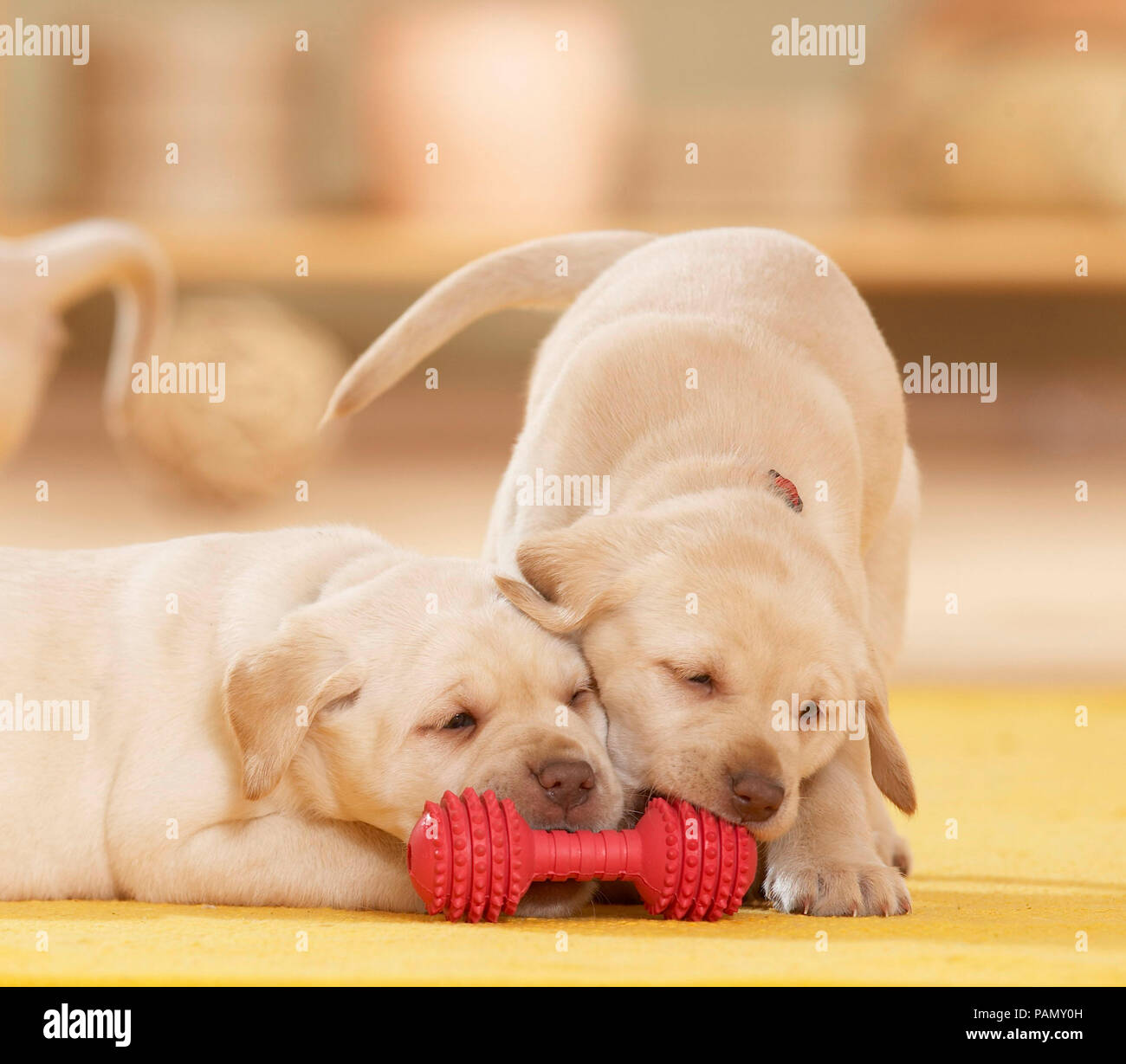 Labrador Retriever. Zwei Welpen (6 Wochen alt) neben dem roten Spielzeug Knochen zu spielen. Deutschland Stockfoto